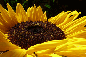Workshops-Sonnenblume-ohne